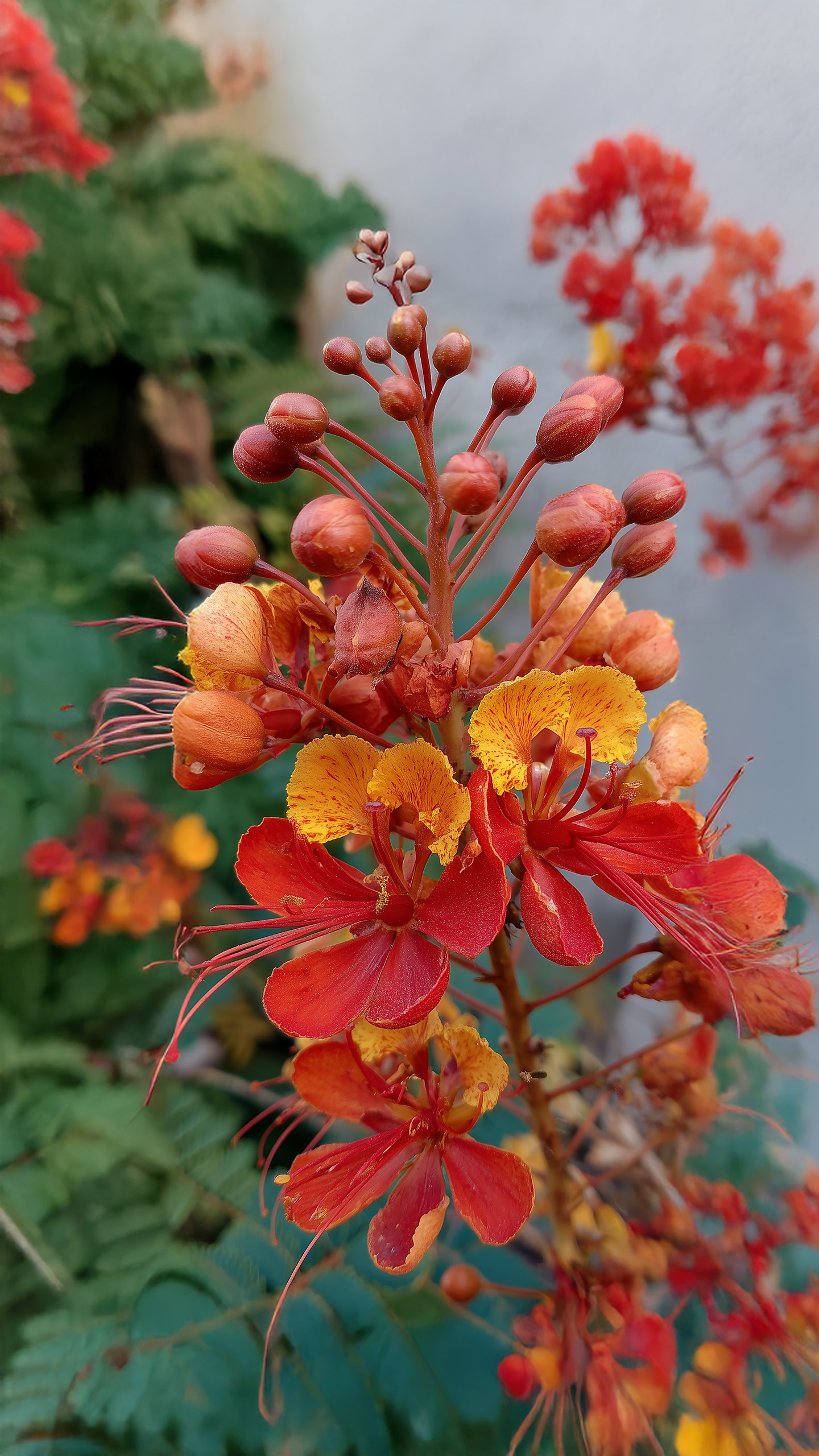 Gulmohar bloom peaks now? Necklace Road, Cubbon Park and Koregaon glow loudest.