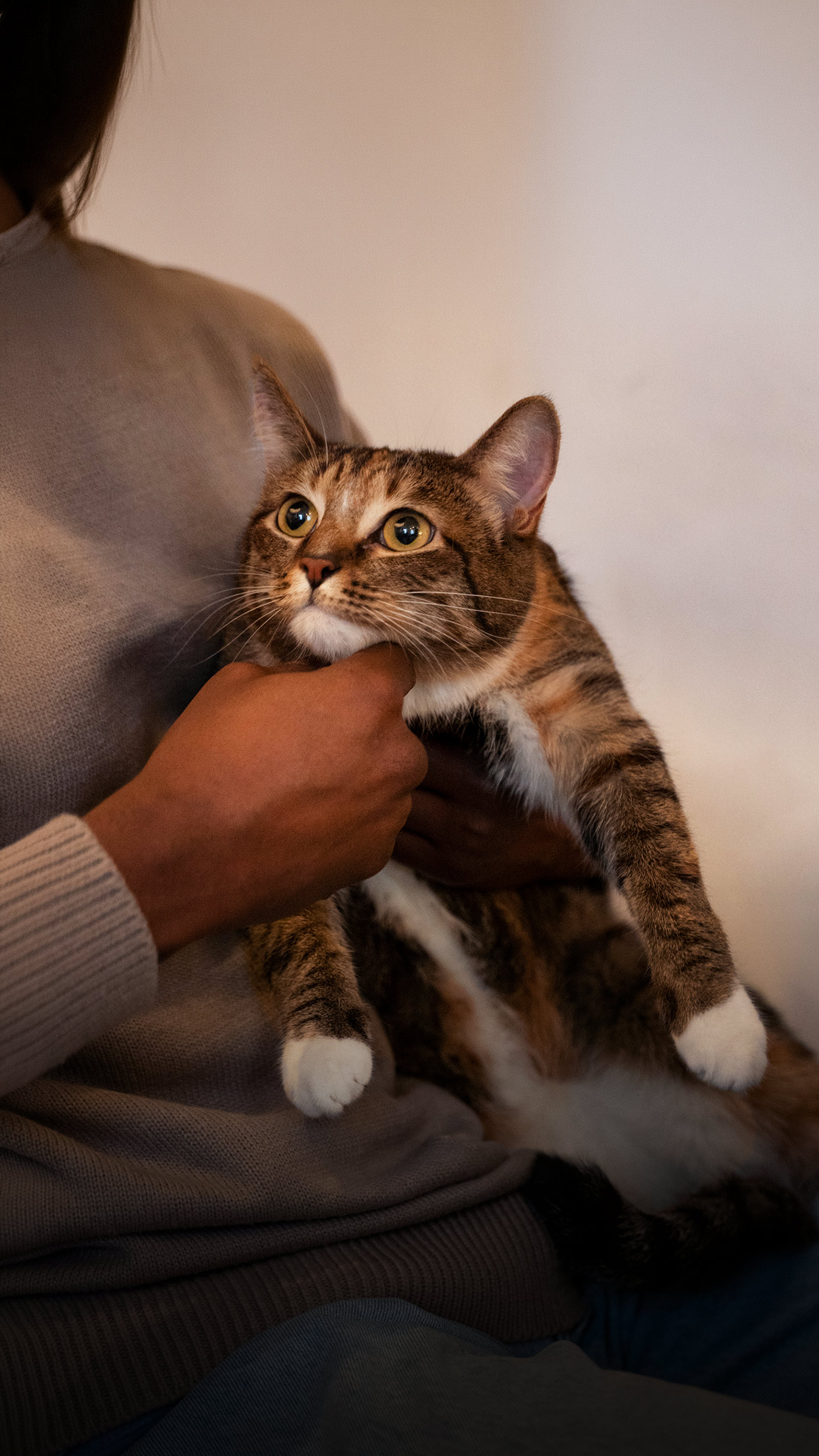 O que realmente ajuda a eliminar cheiro de urina de gato da casa