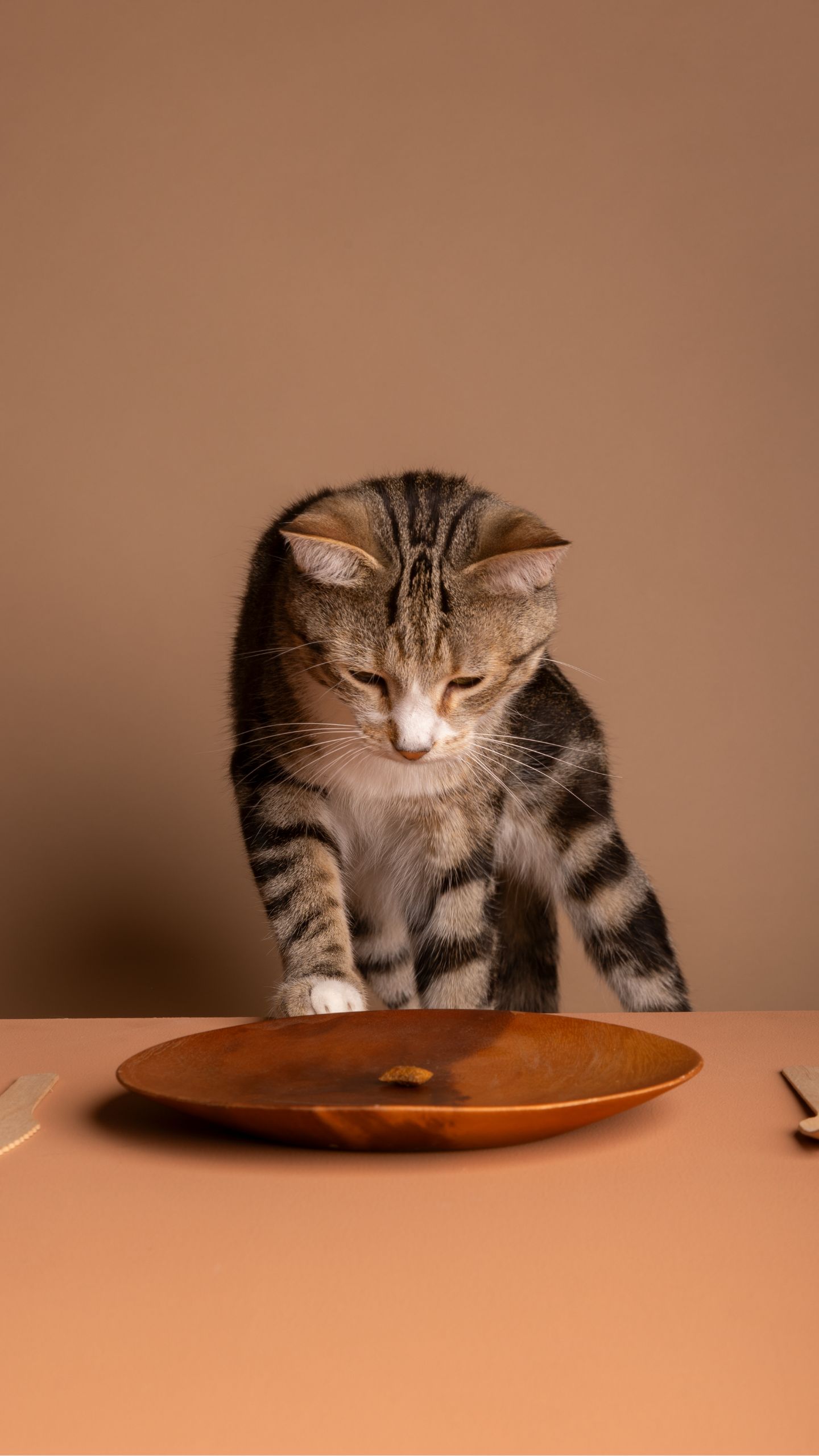 É por isso que o gato derruba tudo da mesa