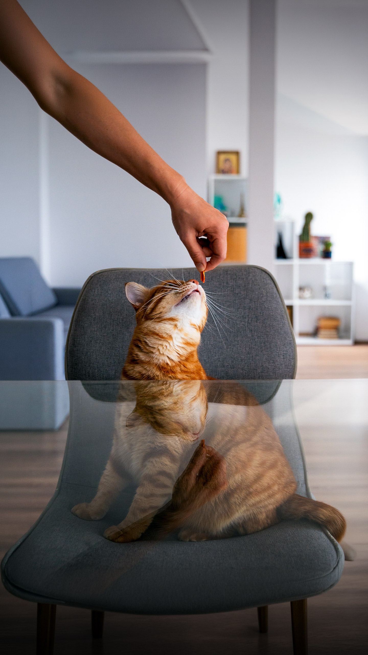 Para um gato, lealdade não significa ficar, mas sim voltar sempre