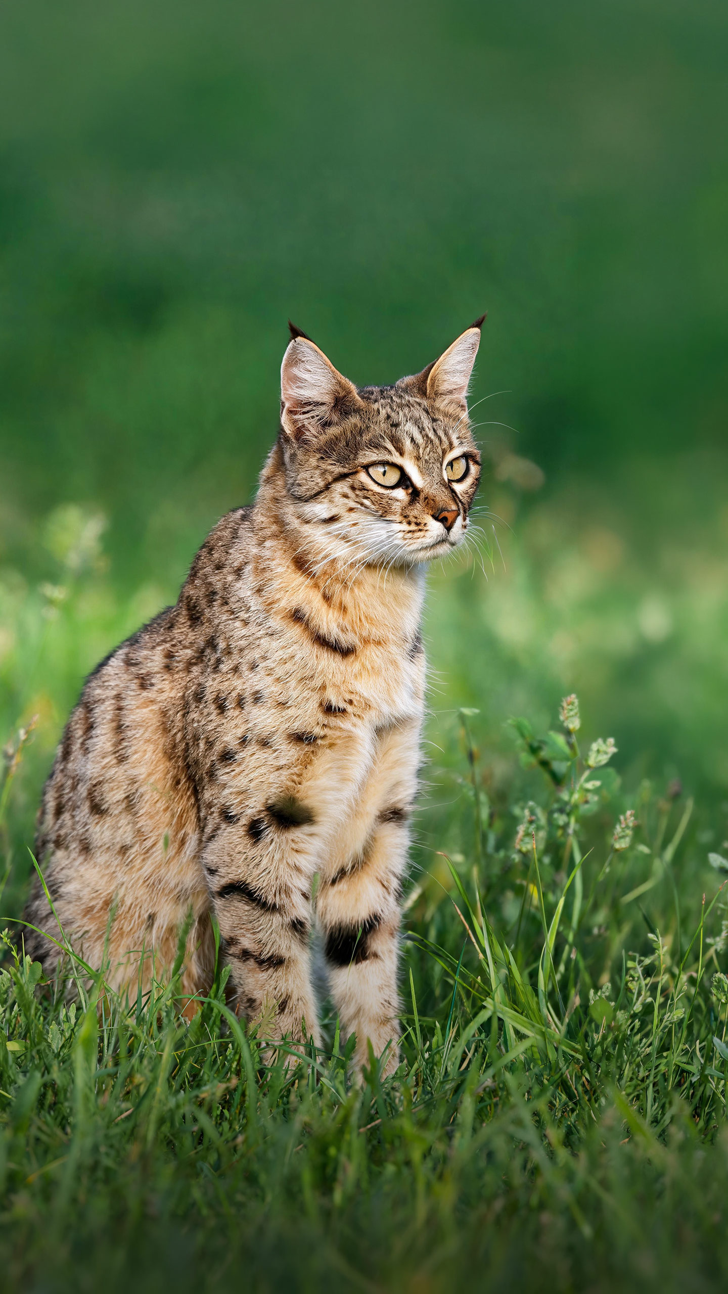 7 das raças de gatos mais antigas
