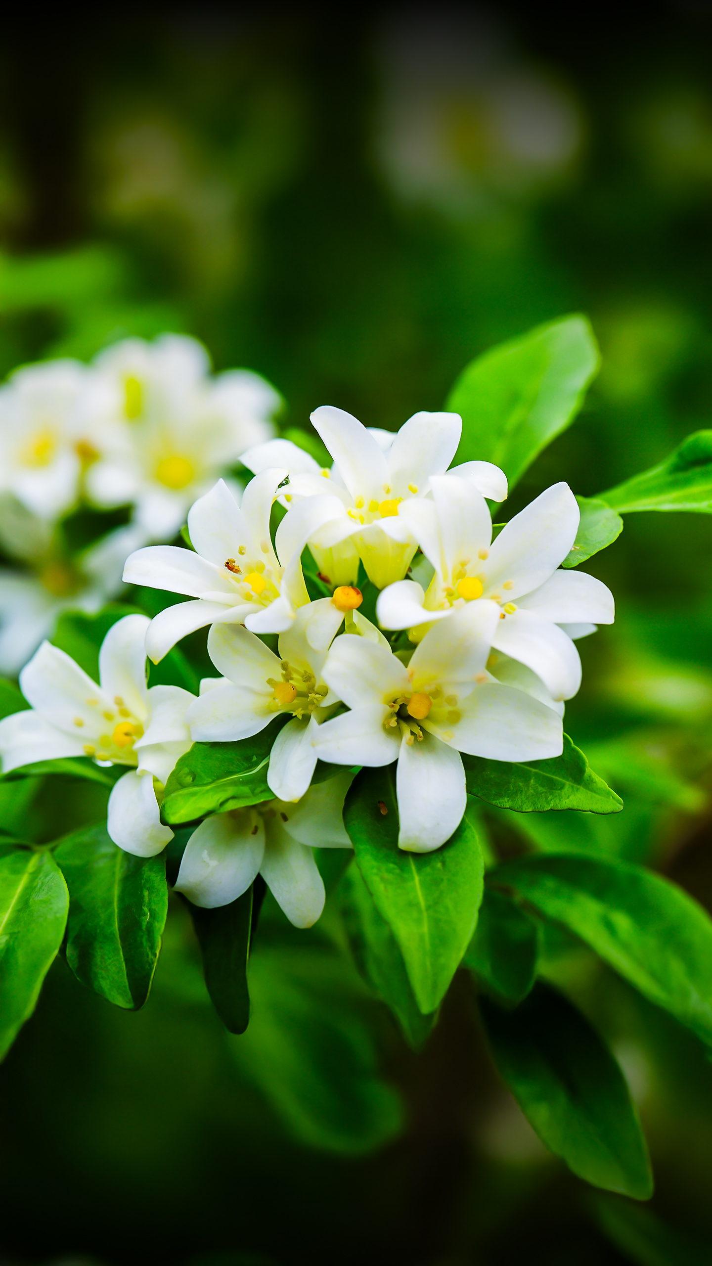 A flor mais perfumada para cultivar em vaso na varanda: como cuidar e fazer florescer