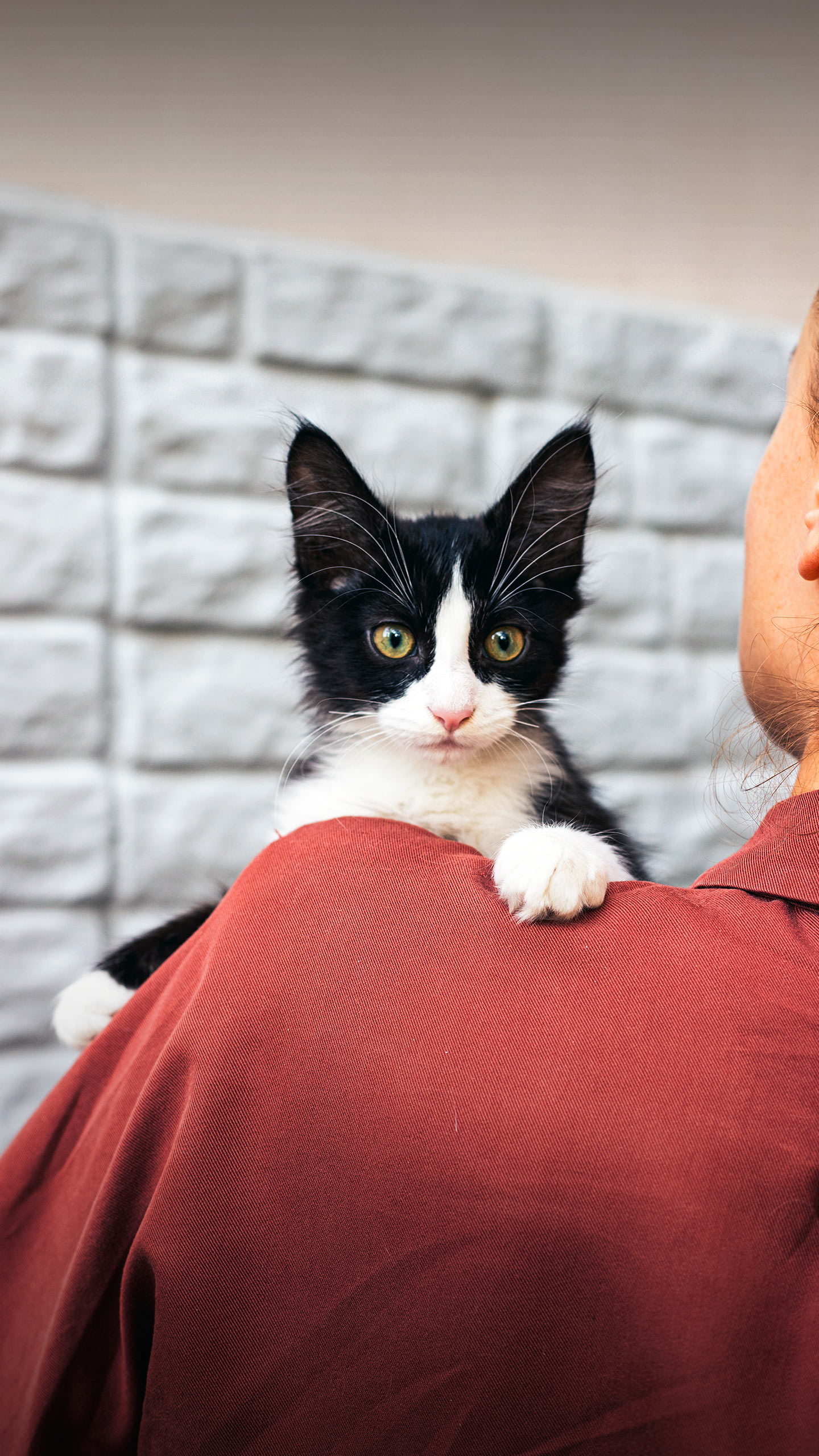 Os veterinários concordam: a personalidade dos gatos é influenciada pela de seus donos