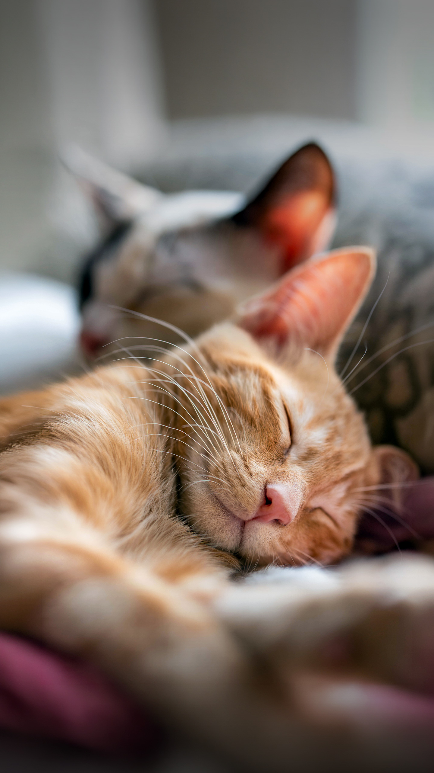 Gatos sentem ciúme? O que a ciência observa sobre disputas por atenção