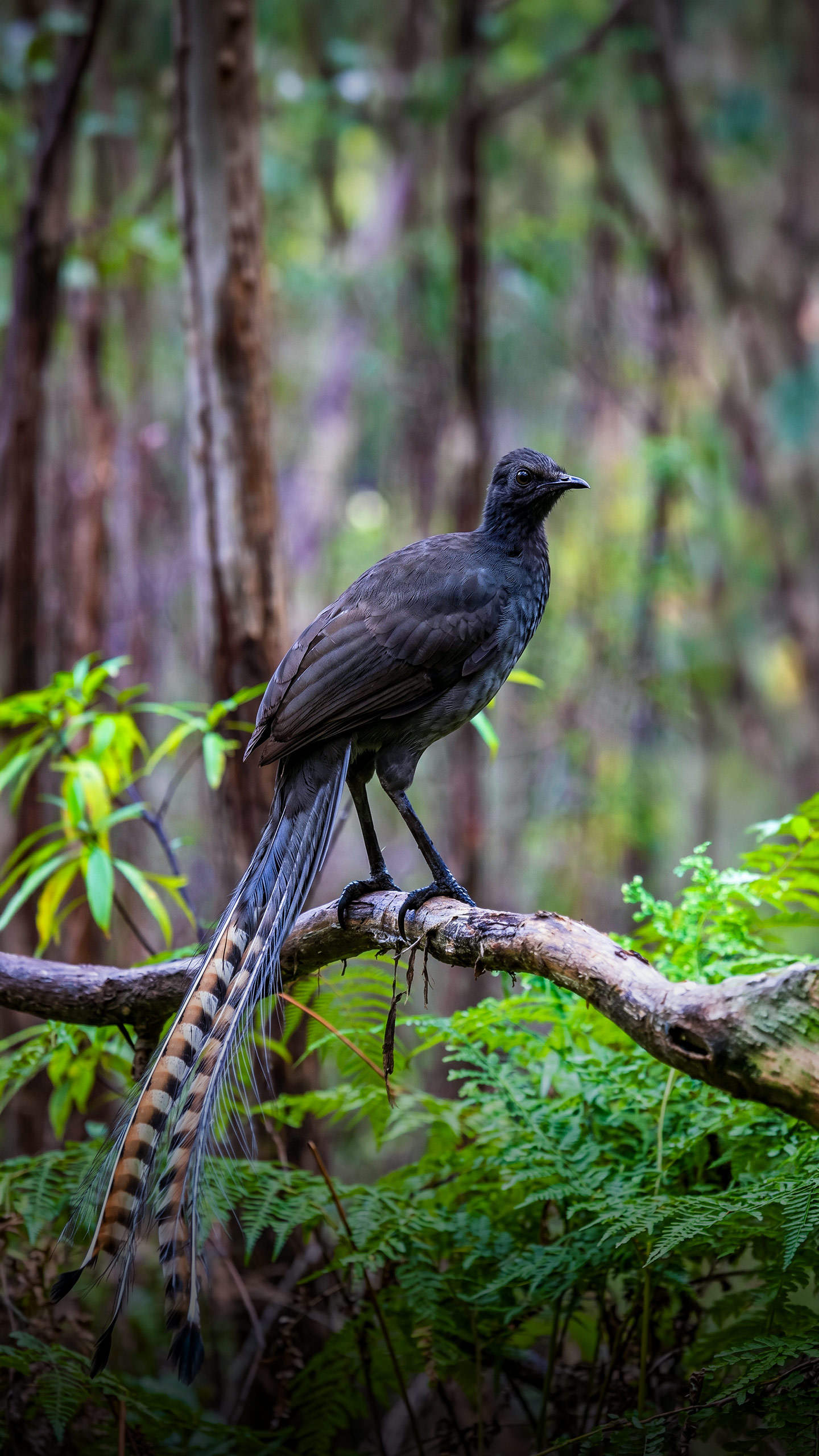 A ave que imita motosserra, alarme e câmera: o extraordinário lyrebird