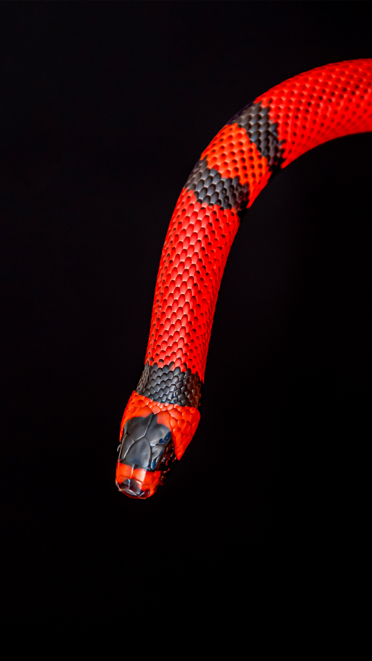 O que devo fazer caso encontre uma cobra venenosa dentro de casa?