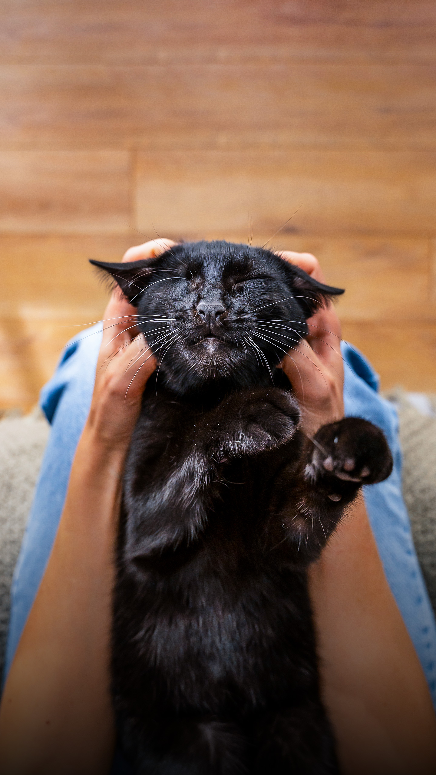 Como os gatos escolhem seu humano favorito, segundo especialistas