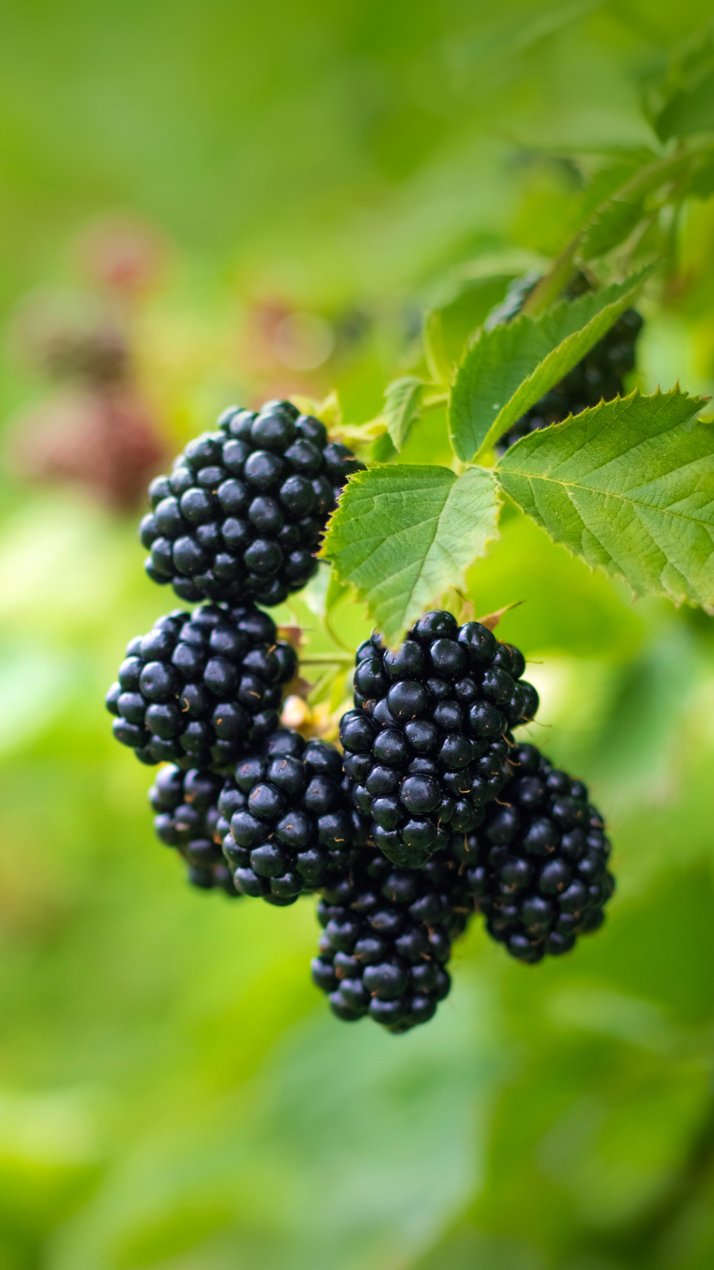 O que fazer com uma amoreira até junho para ter uma colheita incrível de frutas suculentas