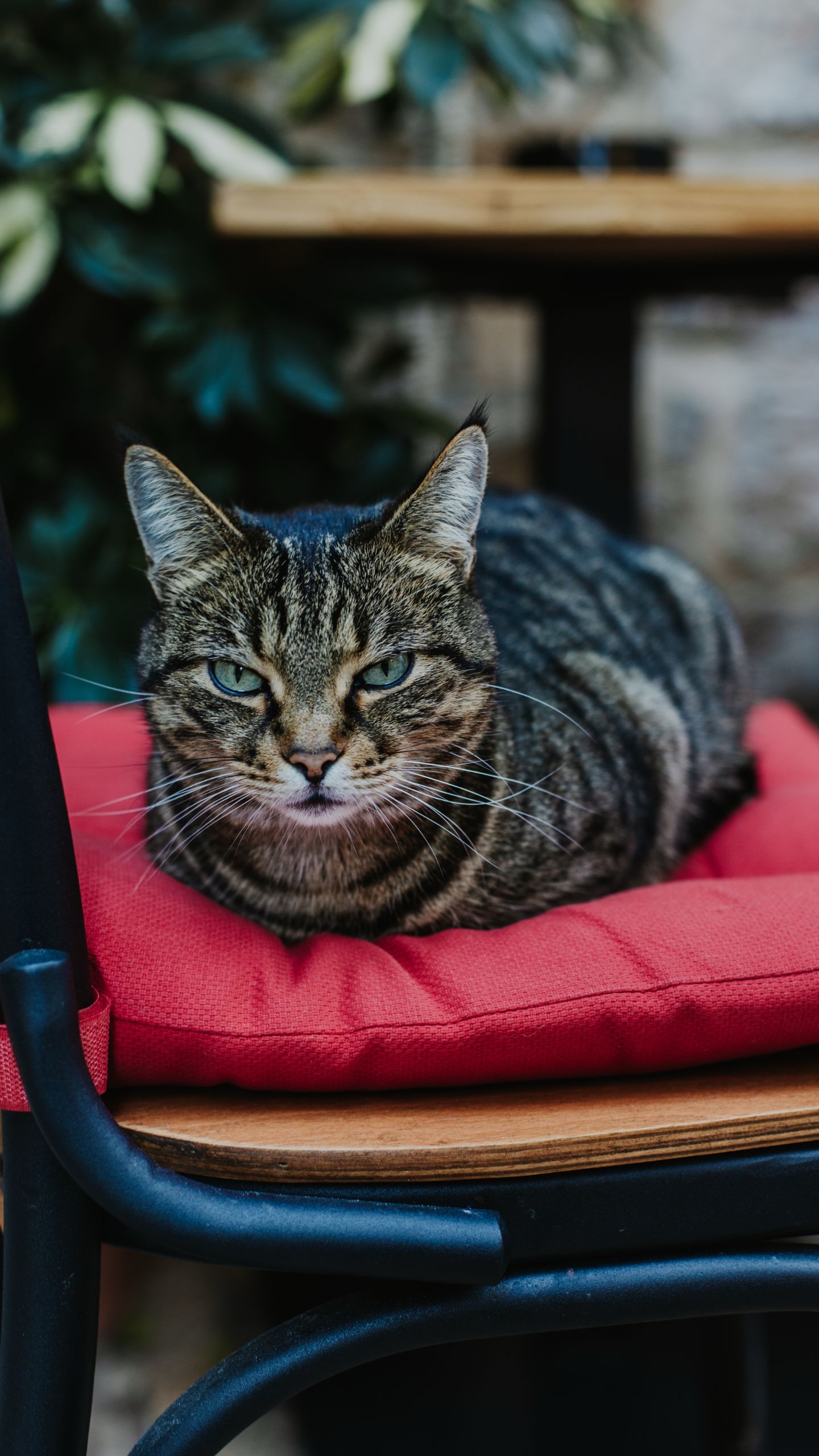 Pesquisadores identificam a maneira mais simples de ajudar seu gato a viver mais tempo