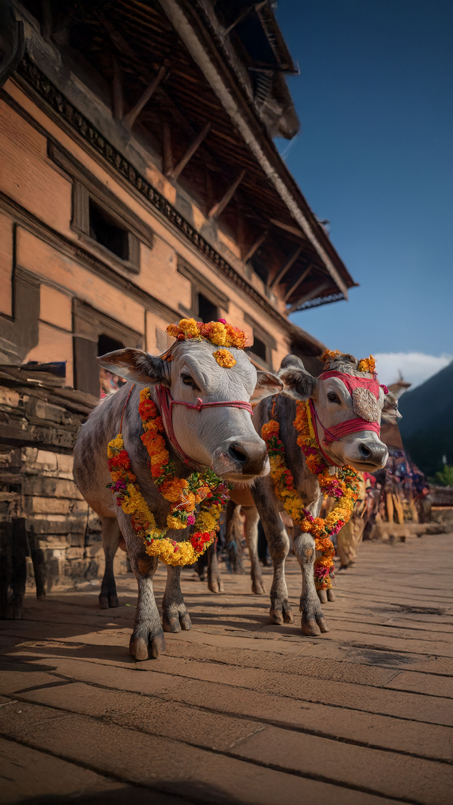 Processions, shared meals, village gatherings – Mattu Pongal as a community event