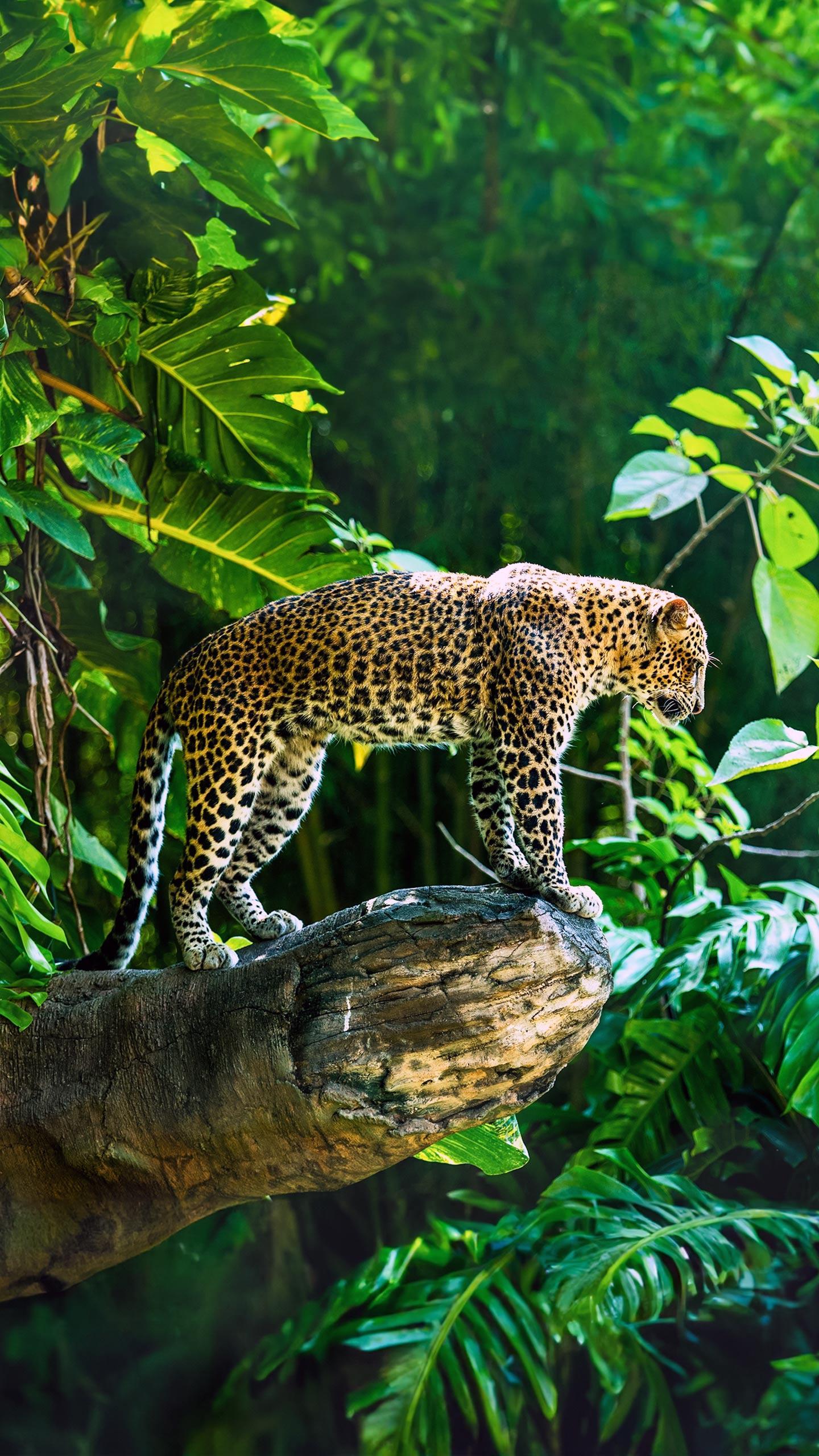 Himachal Pradesh: 18-year-old fights leopard bare handed, kills it with stones