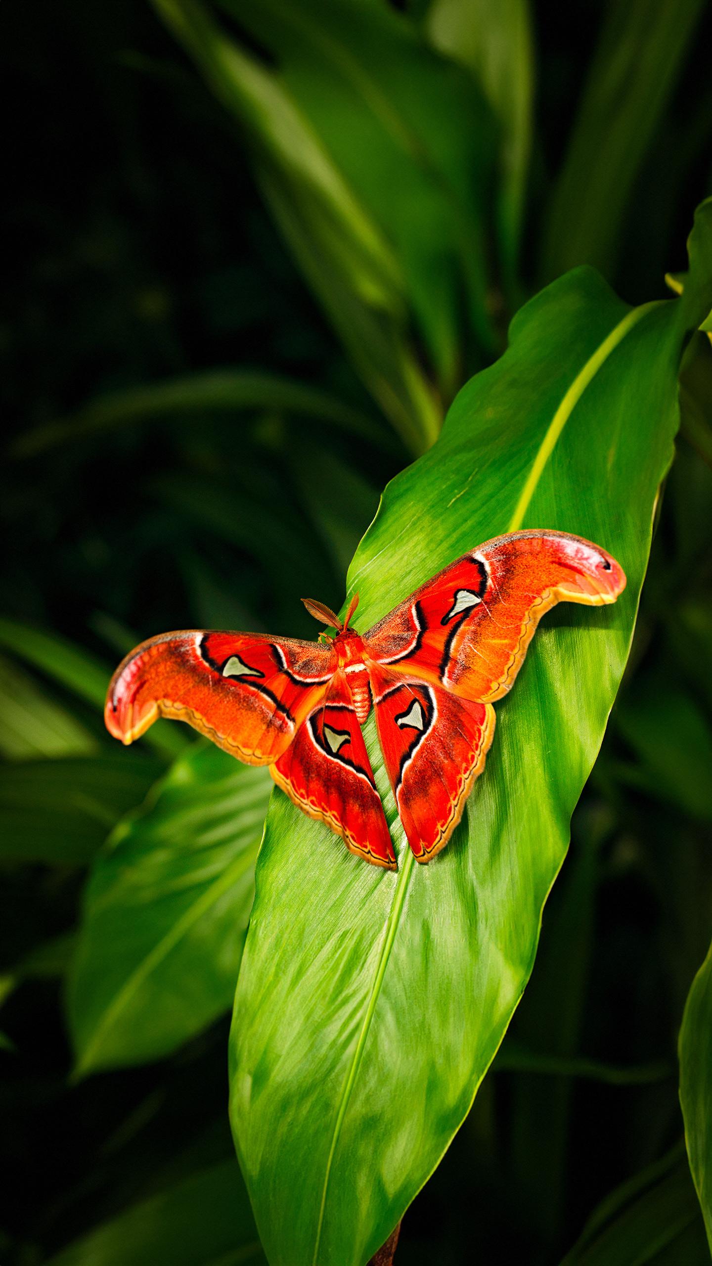 ZSI scientists discover 2 new moth species in eastern Himalayas