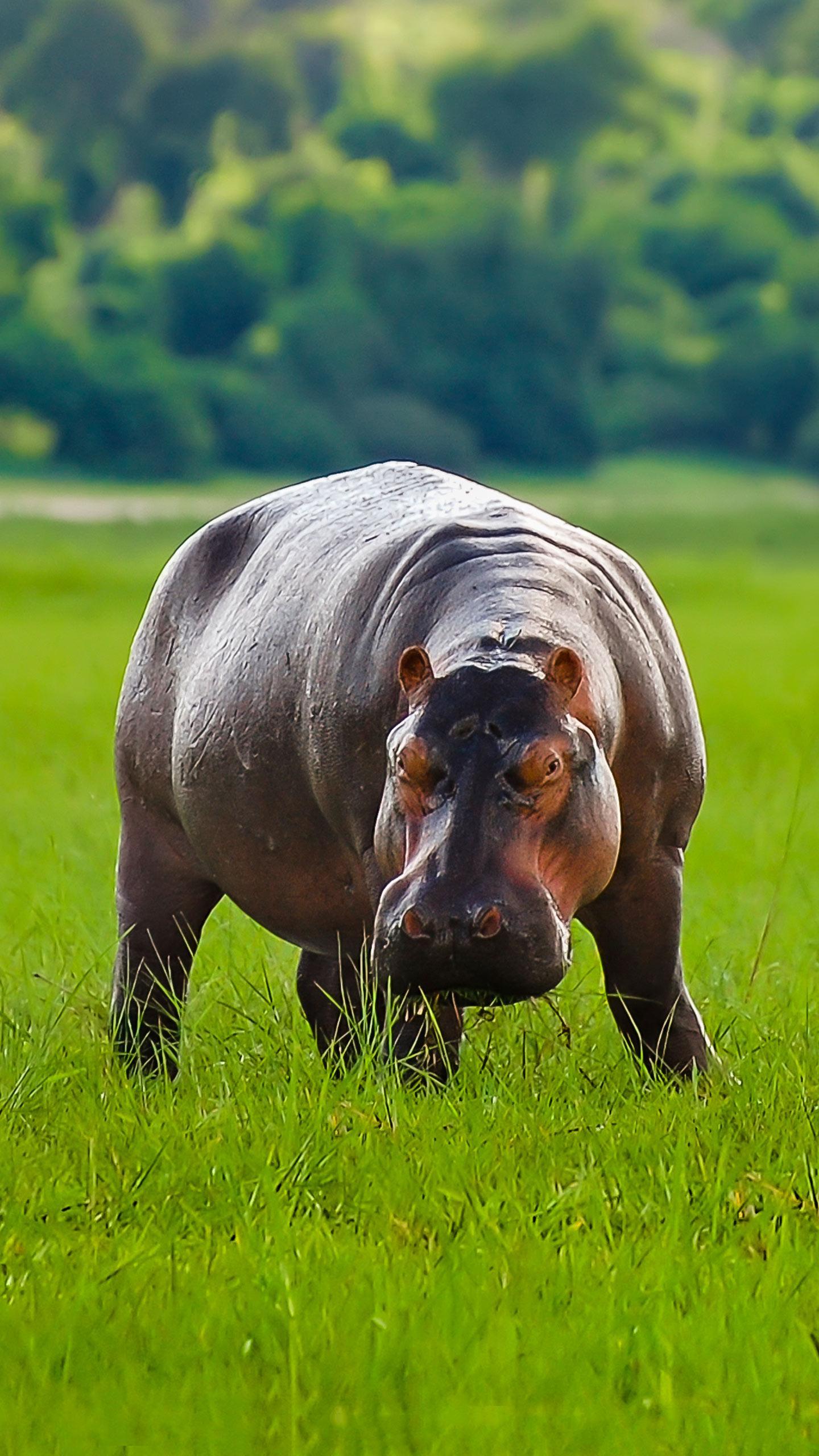 Veterinary doctor killed in hippopotamus attack in Karnataka zoo, inquiry ordered