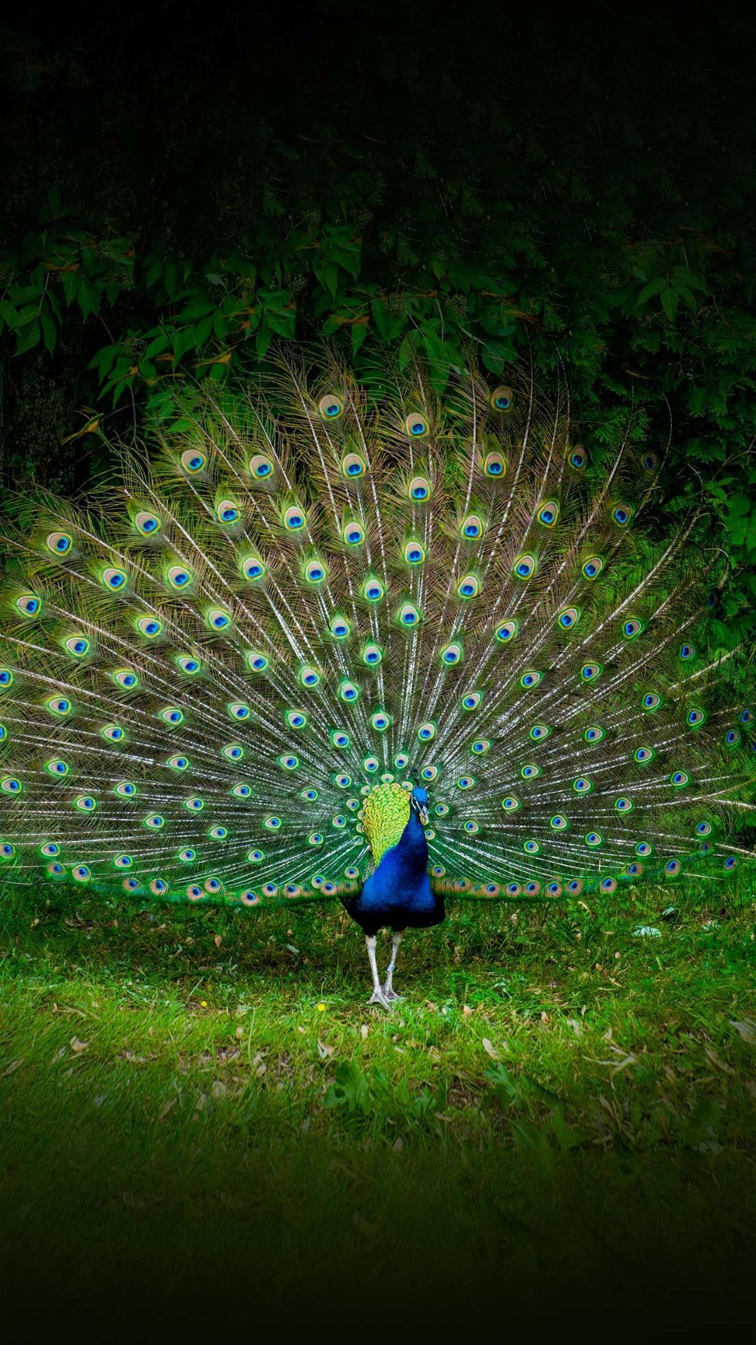 Nature watches peacock’s rhythmic dance