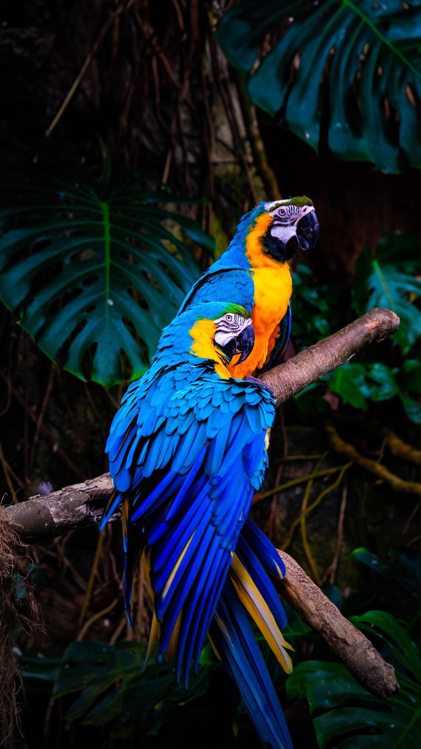 Birds return after rain, filling balconies with morning songs