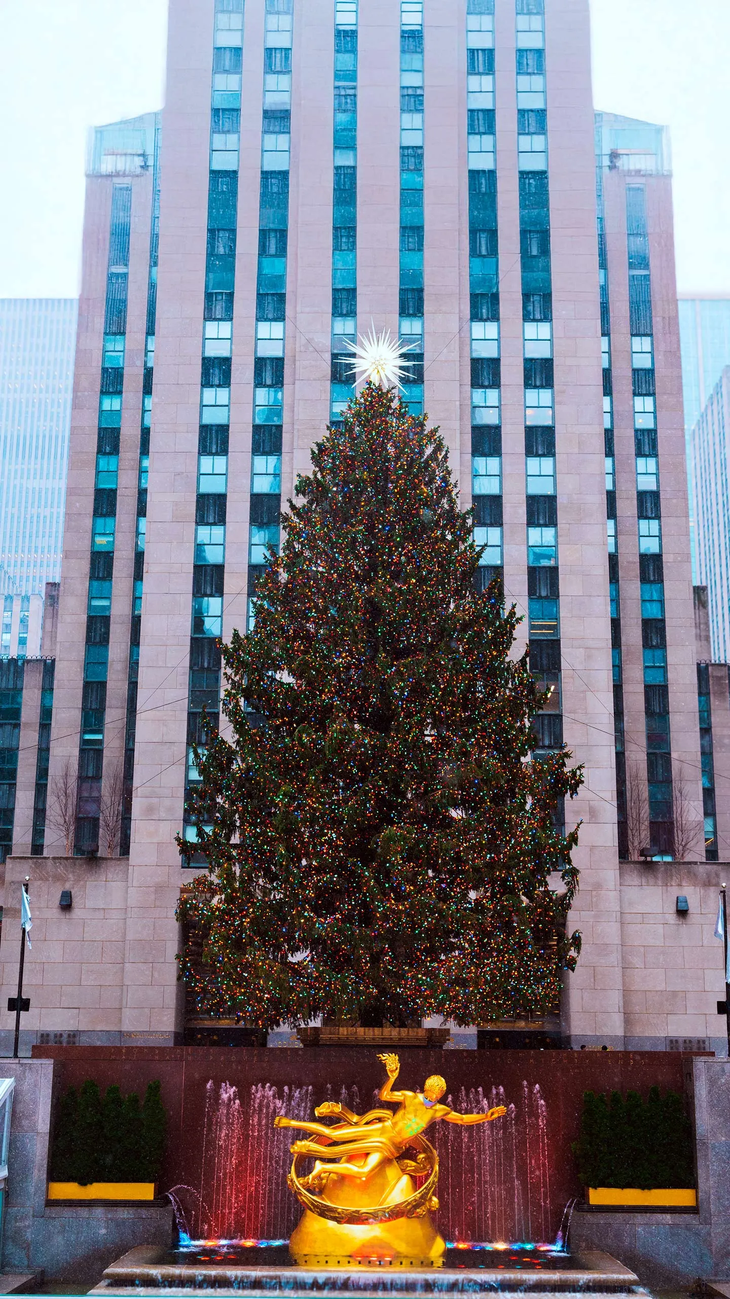 2020 Rockefeller Center Christmas Tree - 75ft Norway Spruce from Oneonta, New York