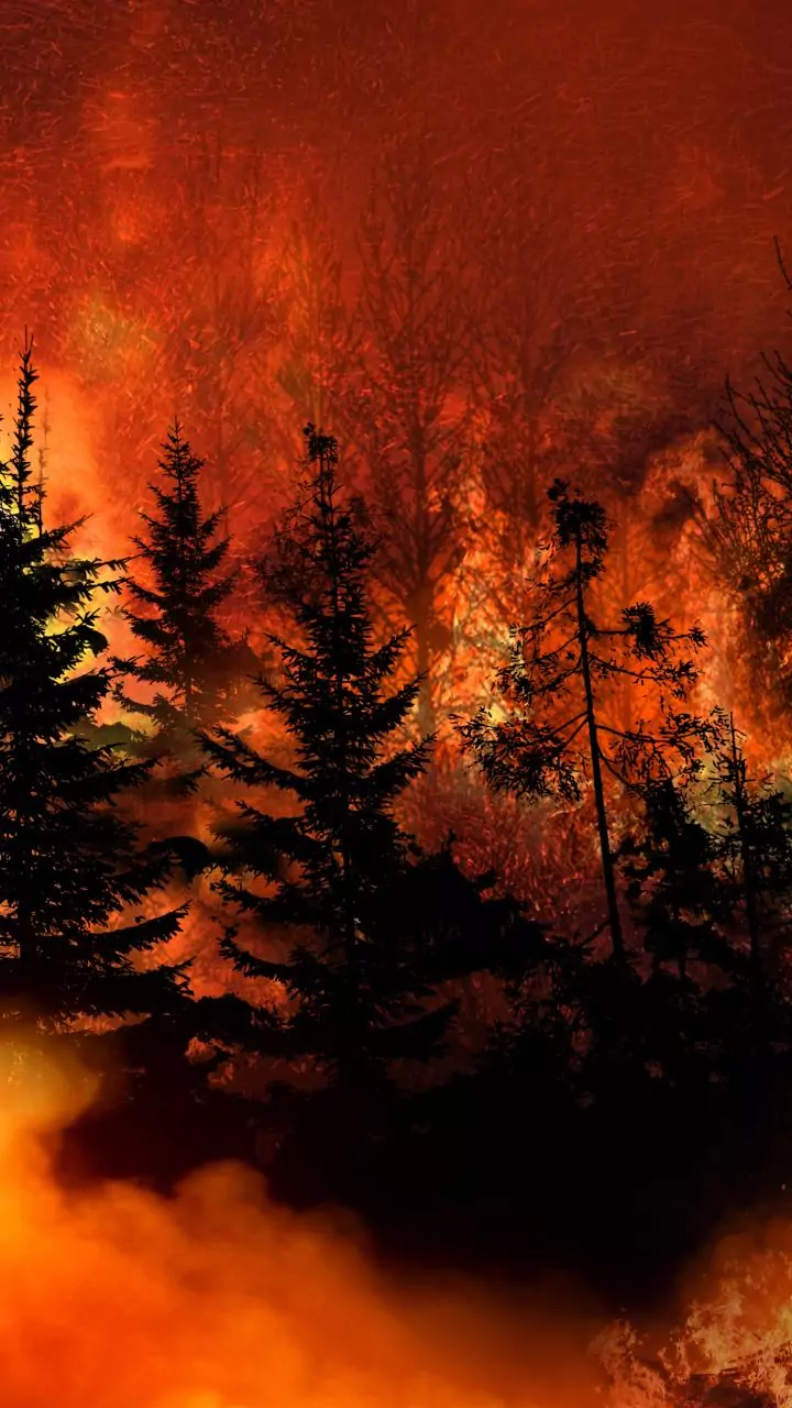 Five houses gutted, cow burnt alive as fire breaks out in Shimla village