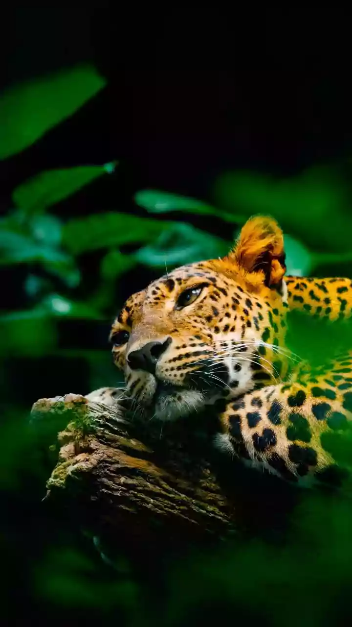 Leopard Attacks Woman in Bijnor Forest, UP
