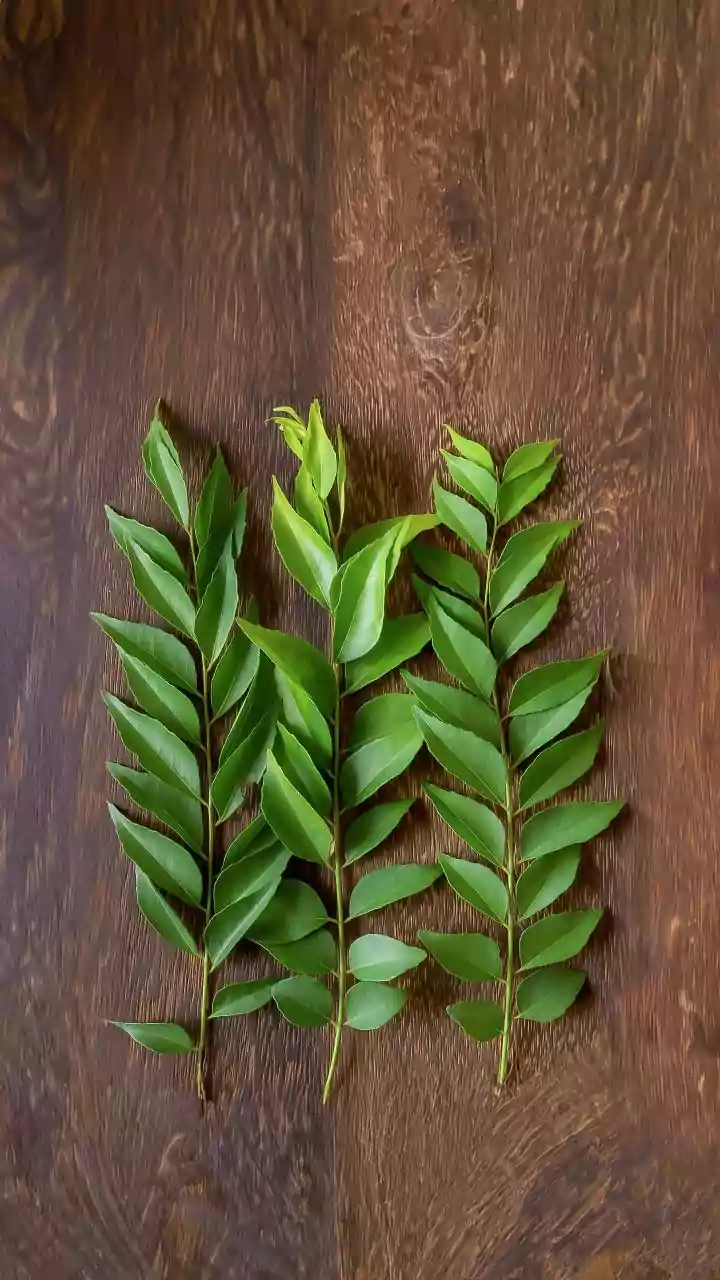 Curry Leaves Turning Black In The Fridge? Try These Simple Storage Tricks To Keep Them Fresh And Green