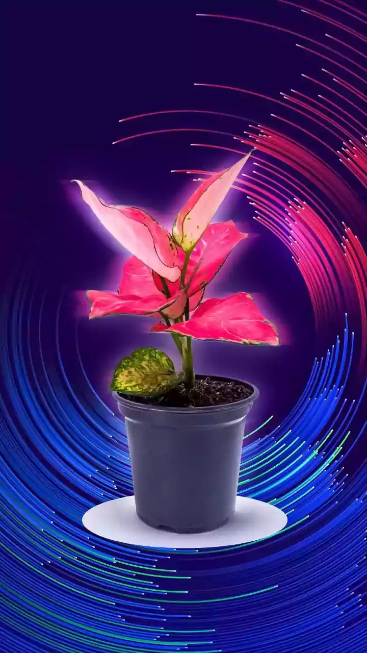 Future Urban Lighting: How Genetically Modified Glowing Plants Lower Municipal Electricity Demands