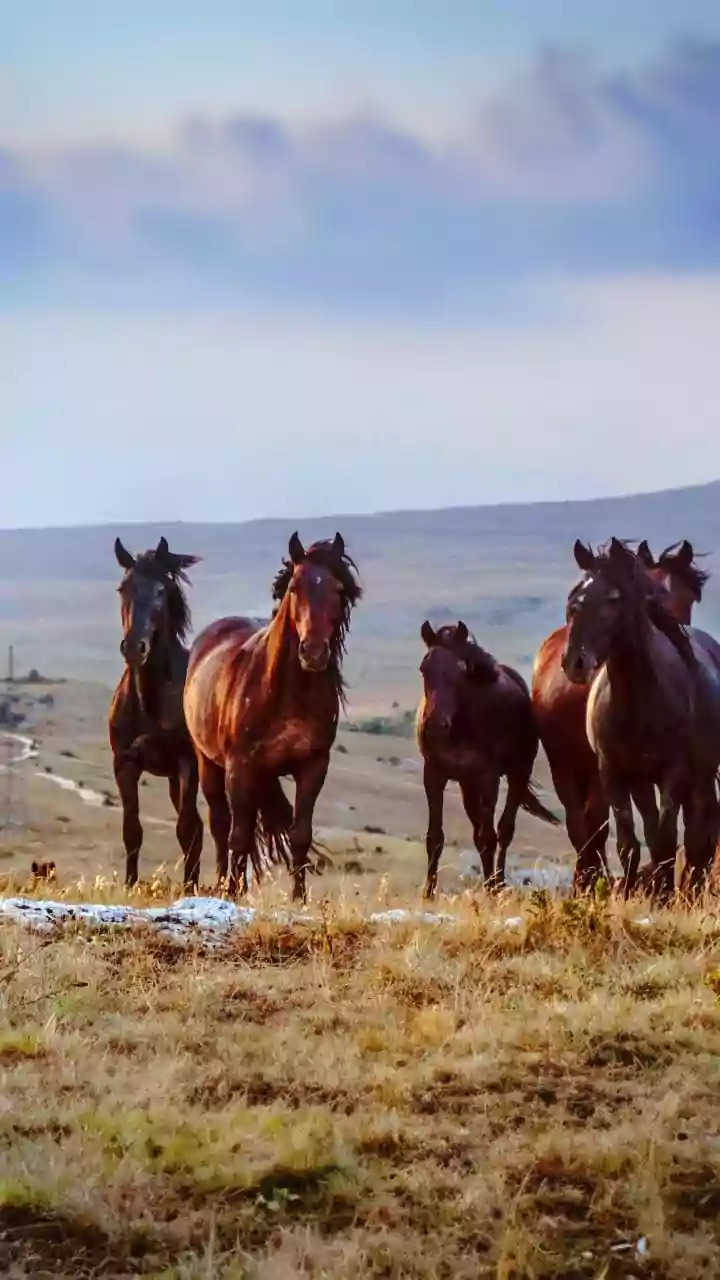 Icelandic Horseback Adventures: Uncover Nature's Majesty Like Never Before!