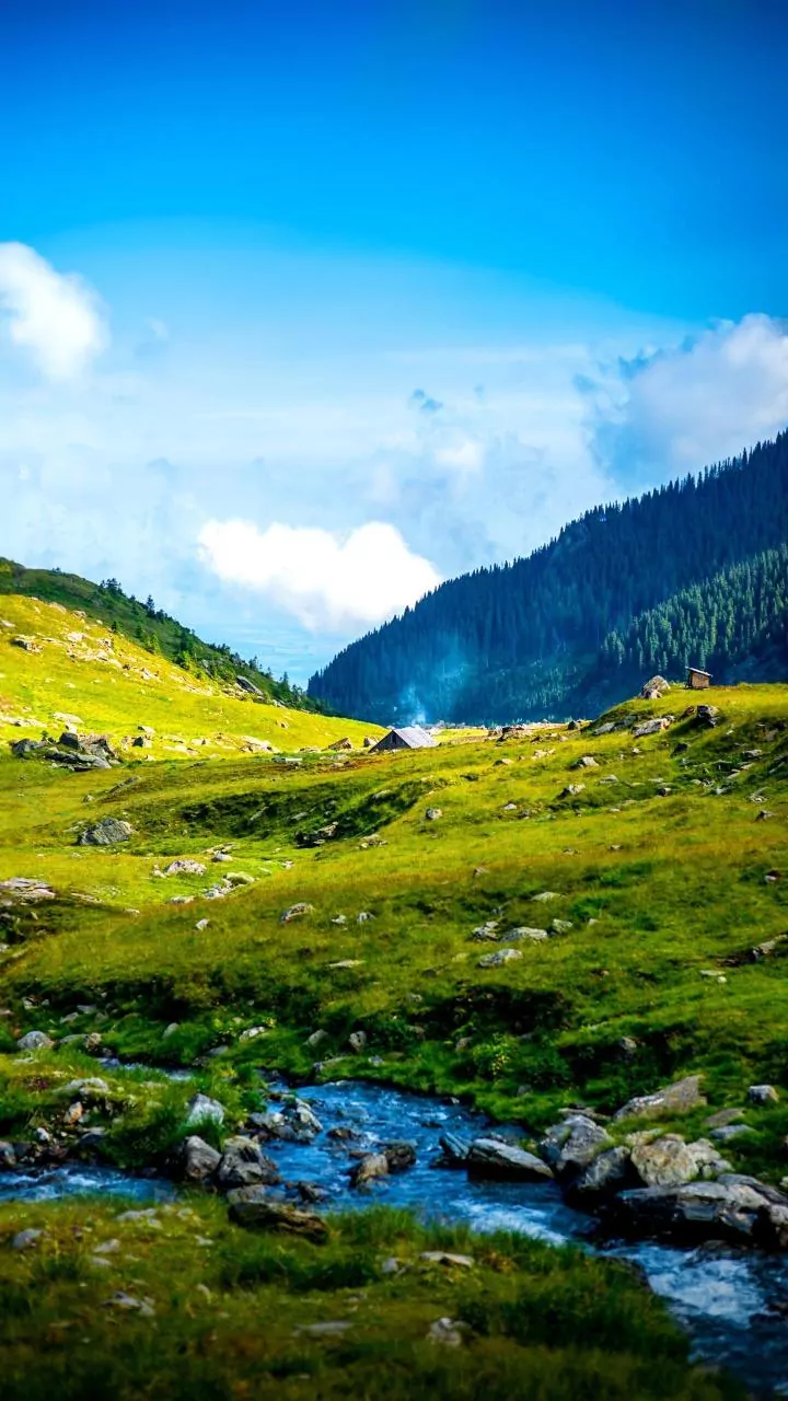 Work From Ziro Valley: Enjoy Green Pine Valleys And Music Festivals Remotely