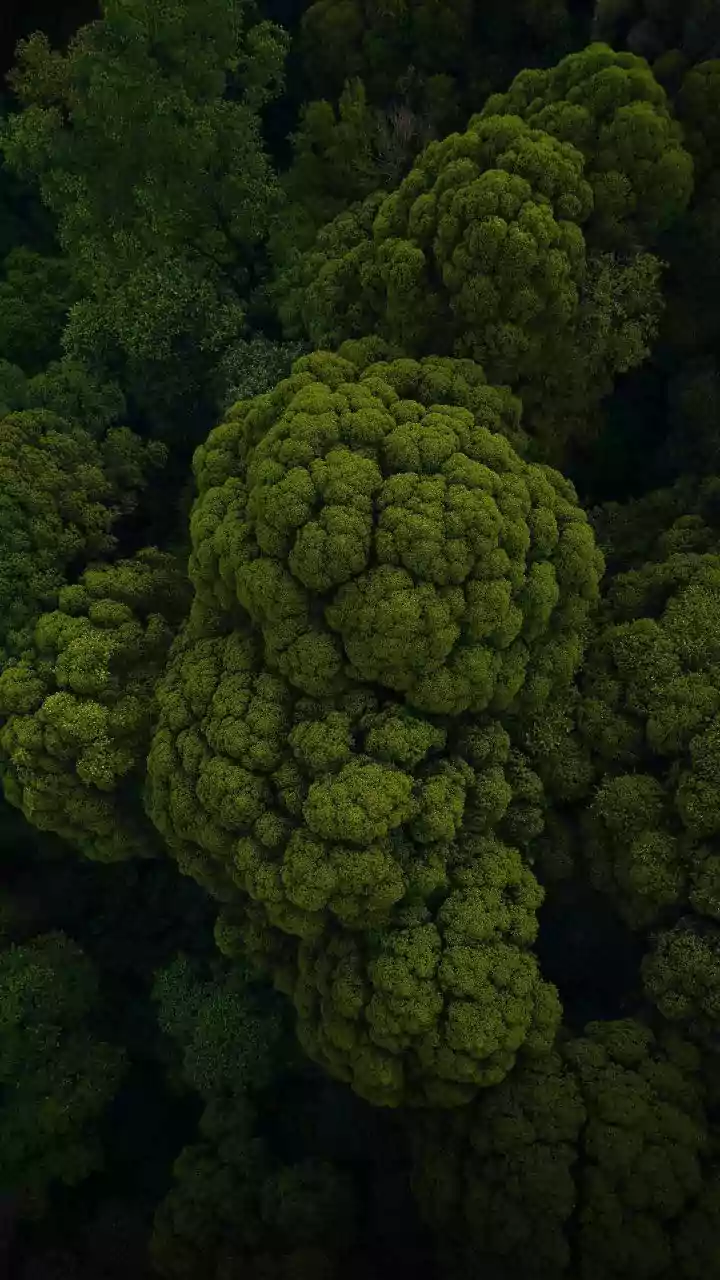 These Forest Canopies Look Magical From Above