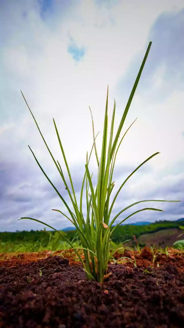 How Agricultural Waste Derived Plant Electrolytes Boost Safety In Non Flammable EV Batteries
