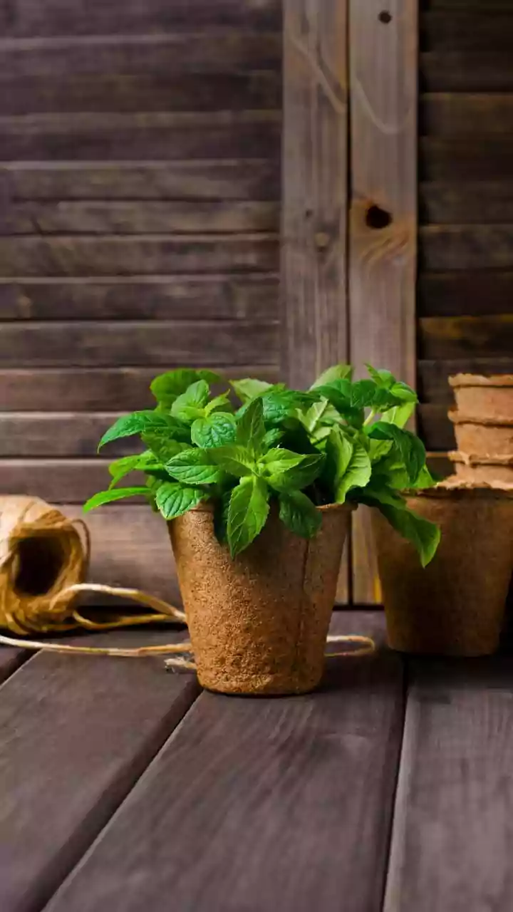 Balcony Herb Gardening During Rains: Cultivate Fresh Basil And Mint At Home