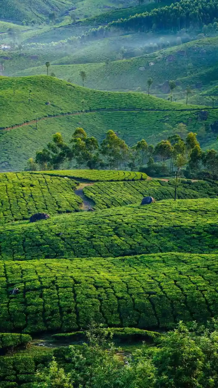 Discover Serene Tea Havens: Unveiling the World's Most Captivating Tea Plantations