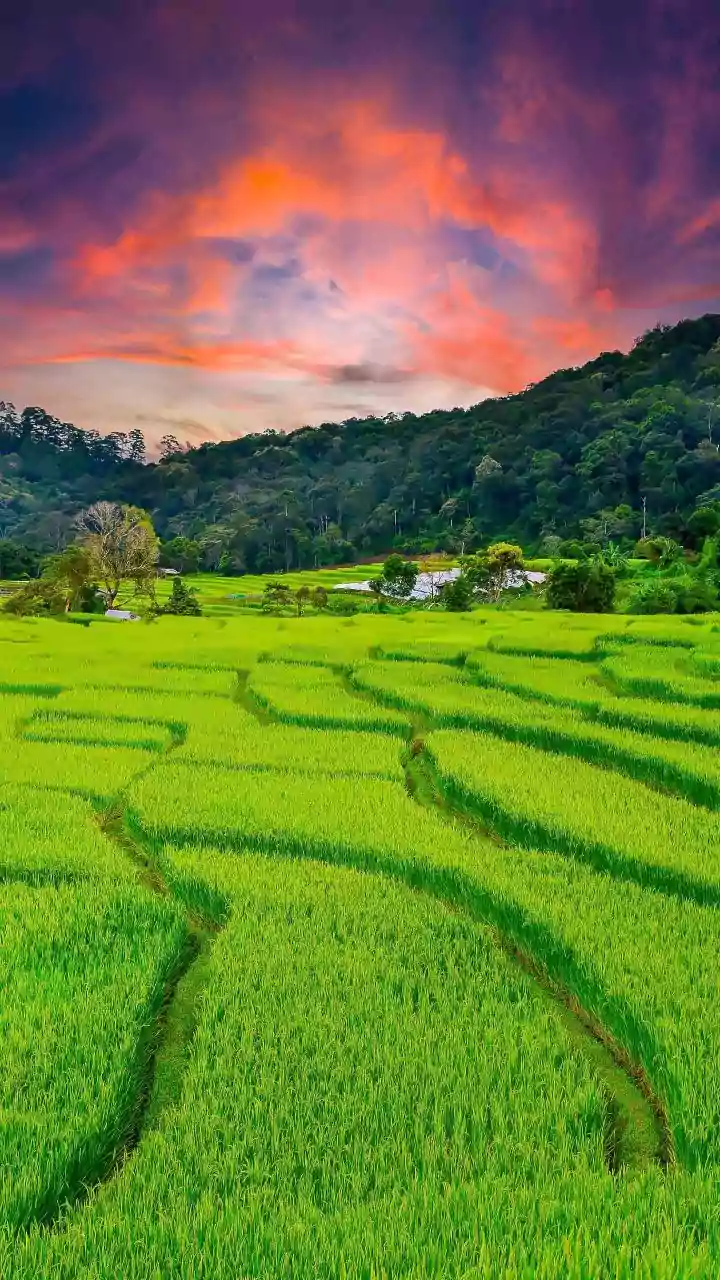 Rice Prices And Conflict: With The Current Status Preserved