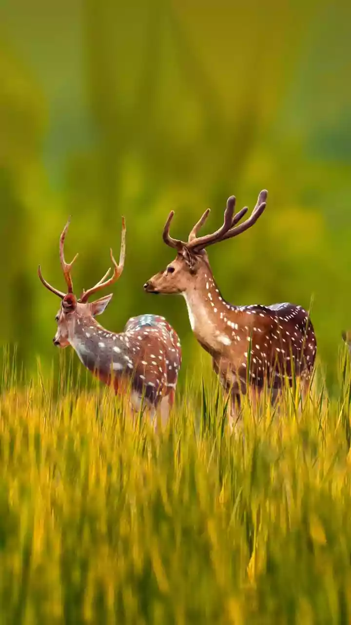 8 Amazing Animals That Conquer Scorching Summer Heat with Ingenious Adaptations
