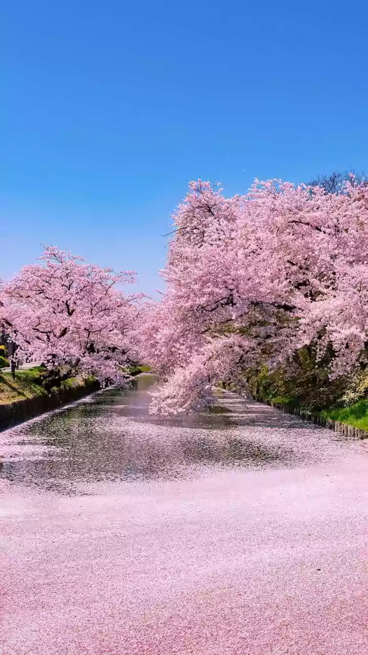 Cherry blossom spots in Japan: Visit these hidden gems