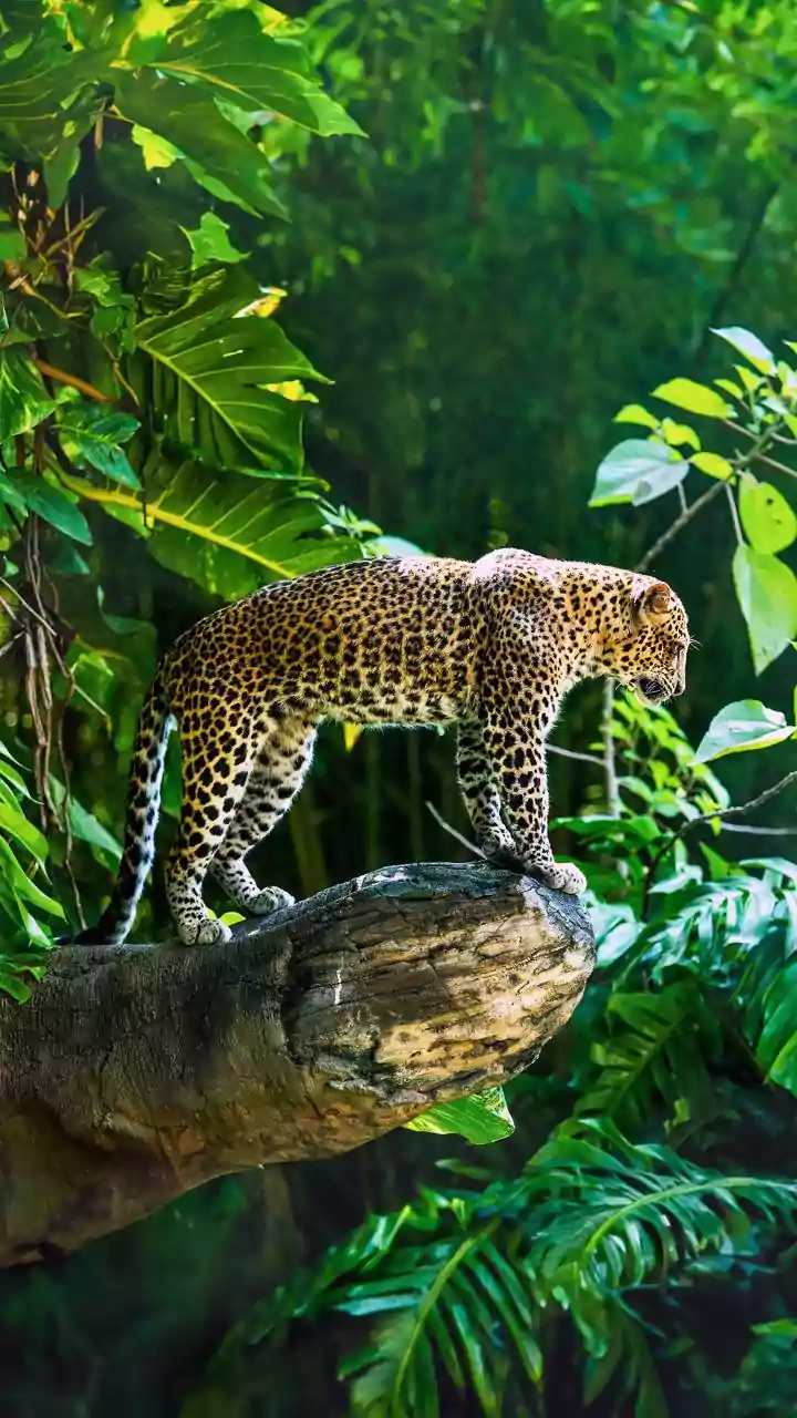 Three held for killing leopard