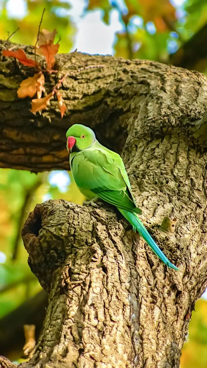 Parrots sense storms early — their calls warn of pressure drops ahead