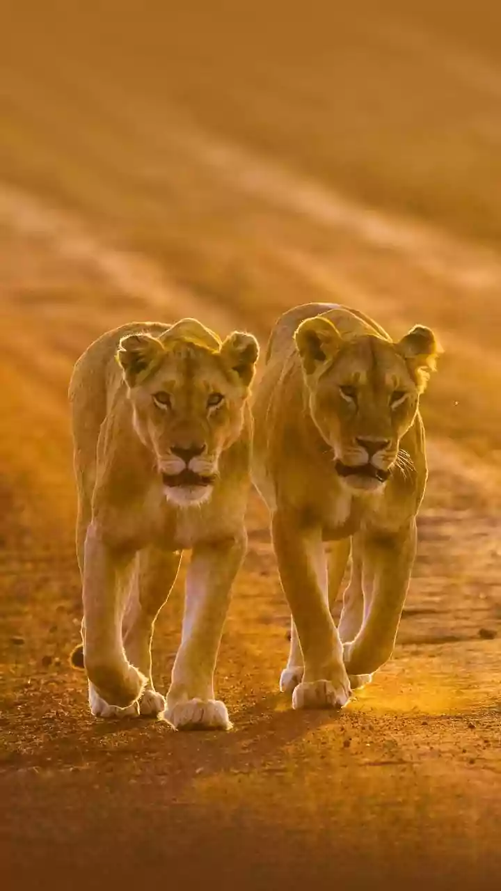 Barda Wildlife Sanctuary's Return To The Lion Map Could Reshape Conservation