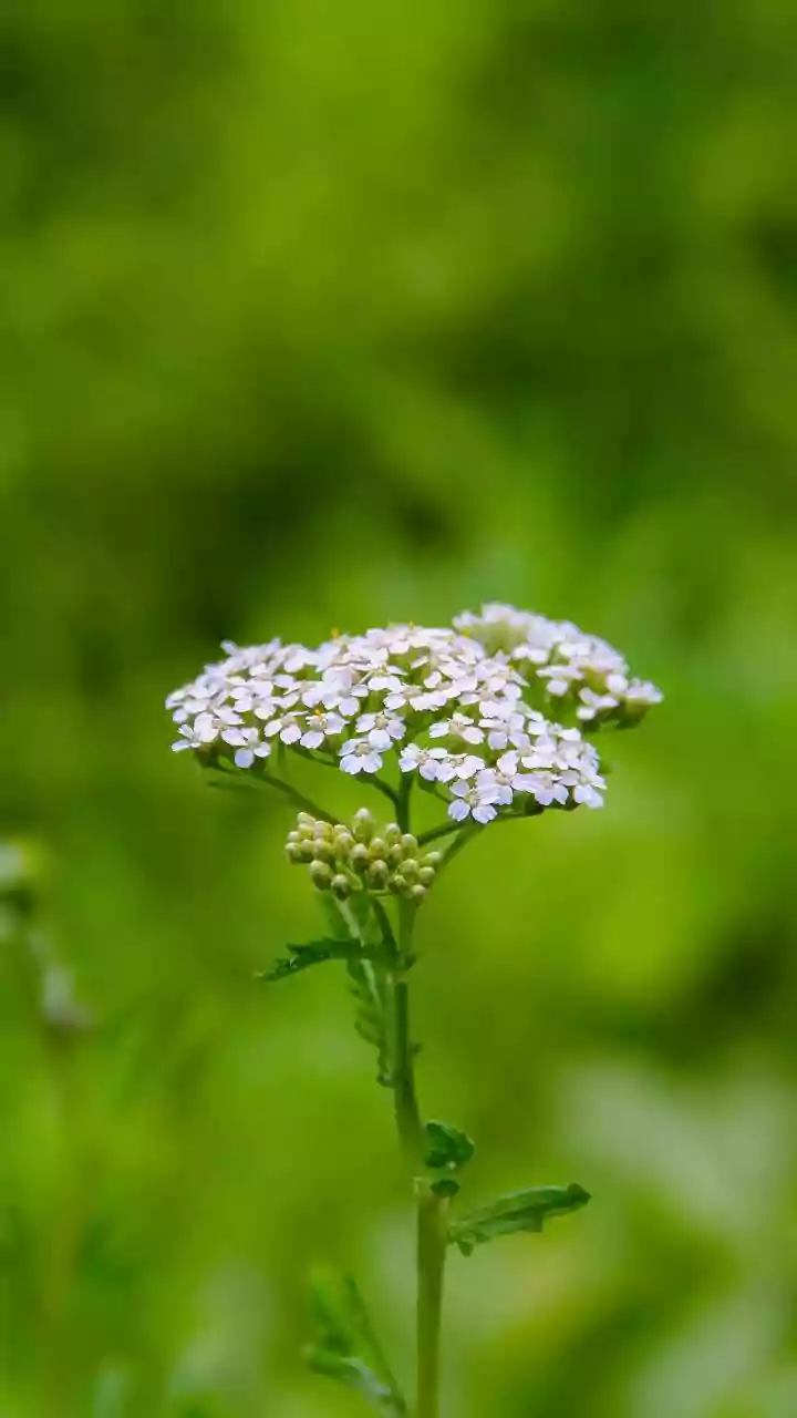 Yarrow: Benefits and uses of this herb