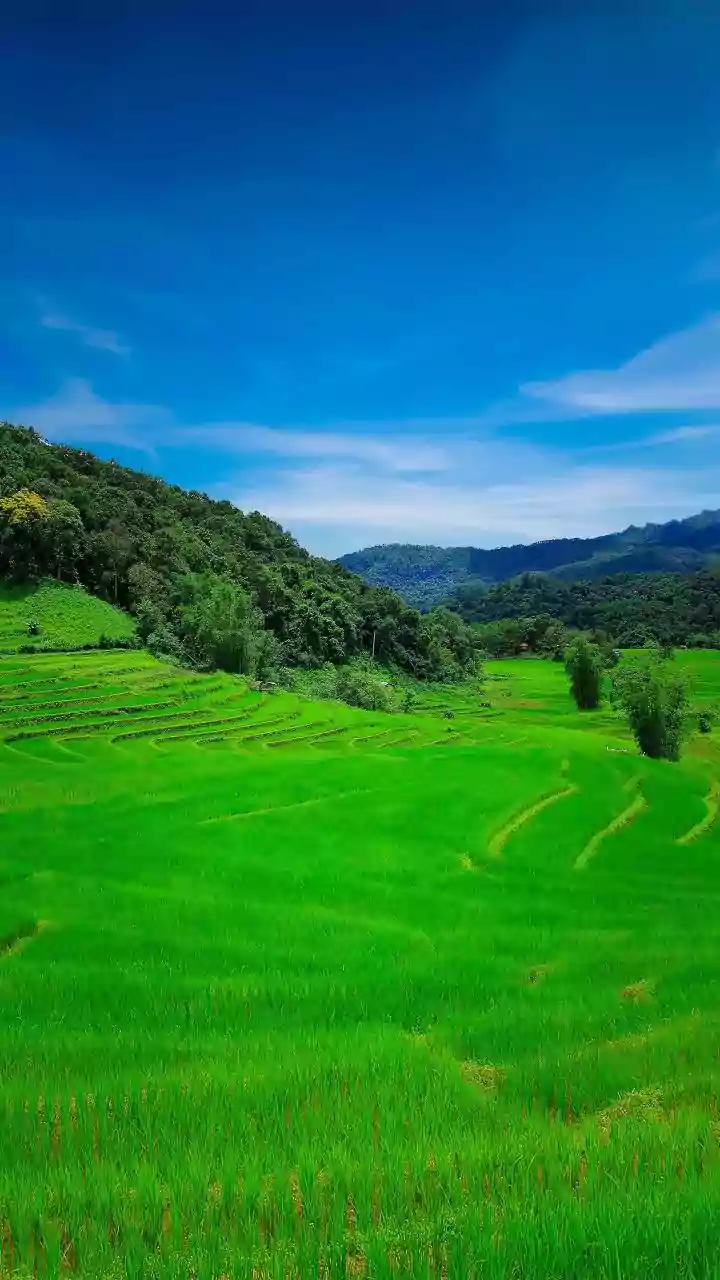 India's Agrivoltaics Push Puts Farm Income Beside Crop Shade
