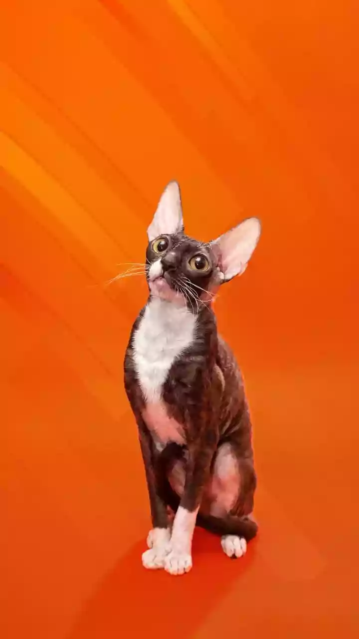 Beyond Ordinary: 5 Enchanting Feline Coat Colors and Patterns That Defy Expectation