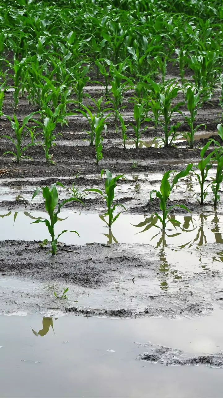 Gujarat rolls out ₹6,805cr relief for farmers hit by freak rains