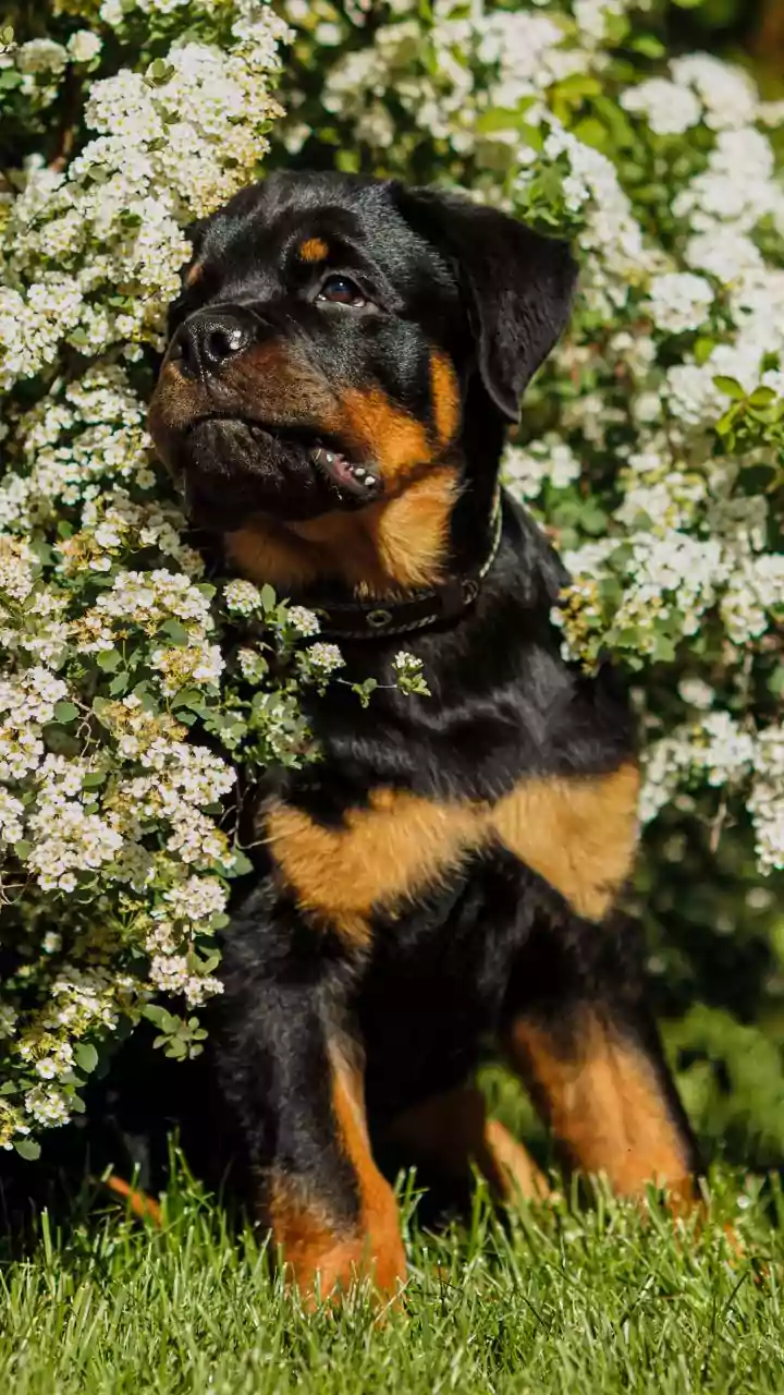 Pitbulls, Rottweilers banned in Chandigarh: What pet parents must know