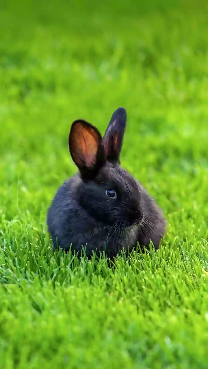 Rabbit Parenting Is The International Twist India Will Notice