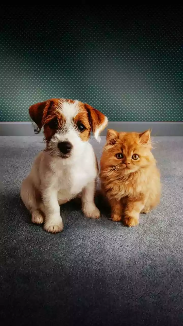 Give a Shy Pet Control over Distance, Timing and Contact