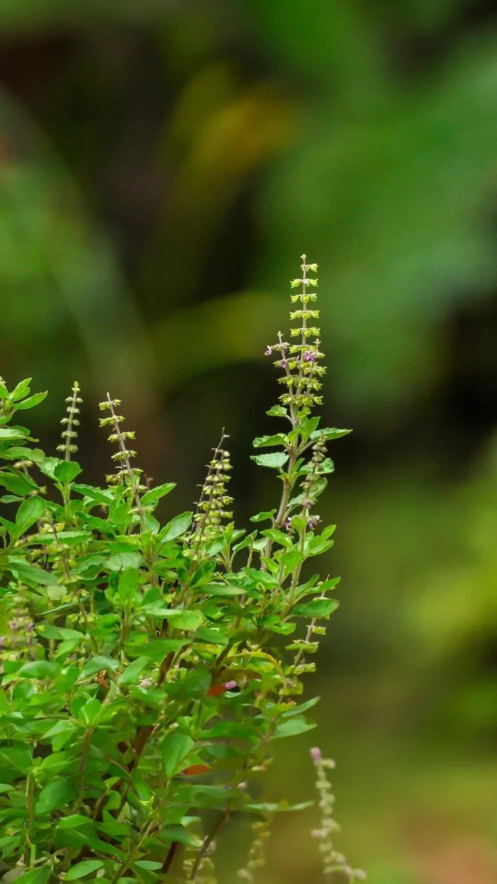 Simple Hacks To Grow Basil, Mint, And Lemongrass In Compact Balconies