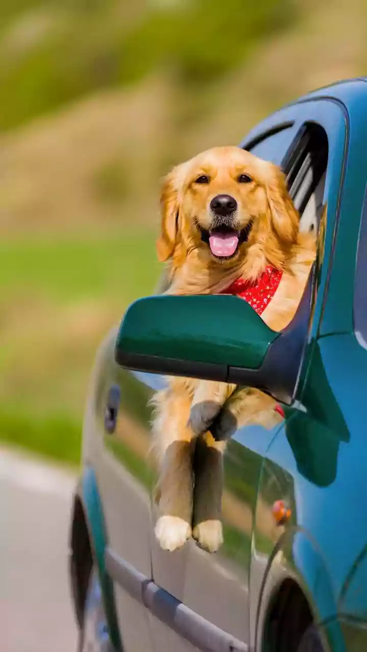 Lucknow Rapido Driver Agrees To Take Uncle’s Sick Dog To Doctor On Bike: ‘Bus Dekhna Mujhe Kate Nahi’