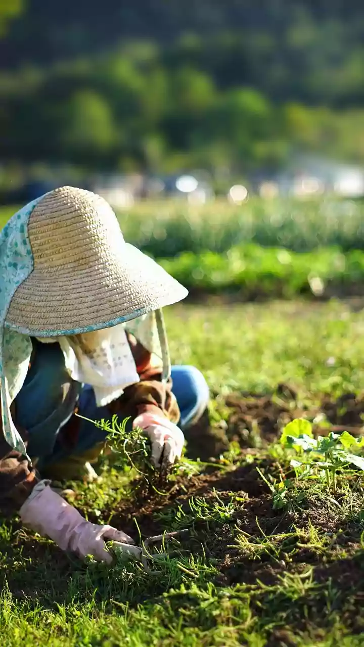 Agriculture, rural labour ignored in Union Budget 2026-27: AIKS