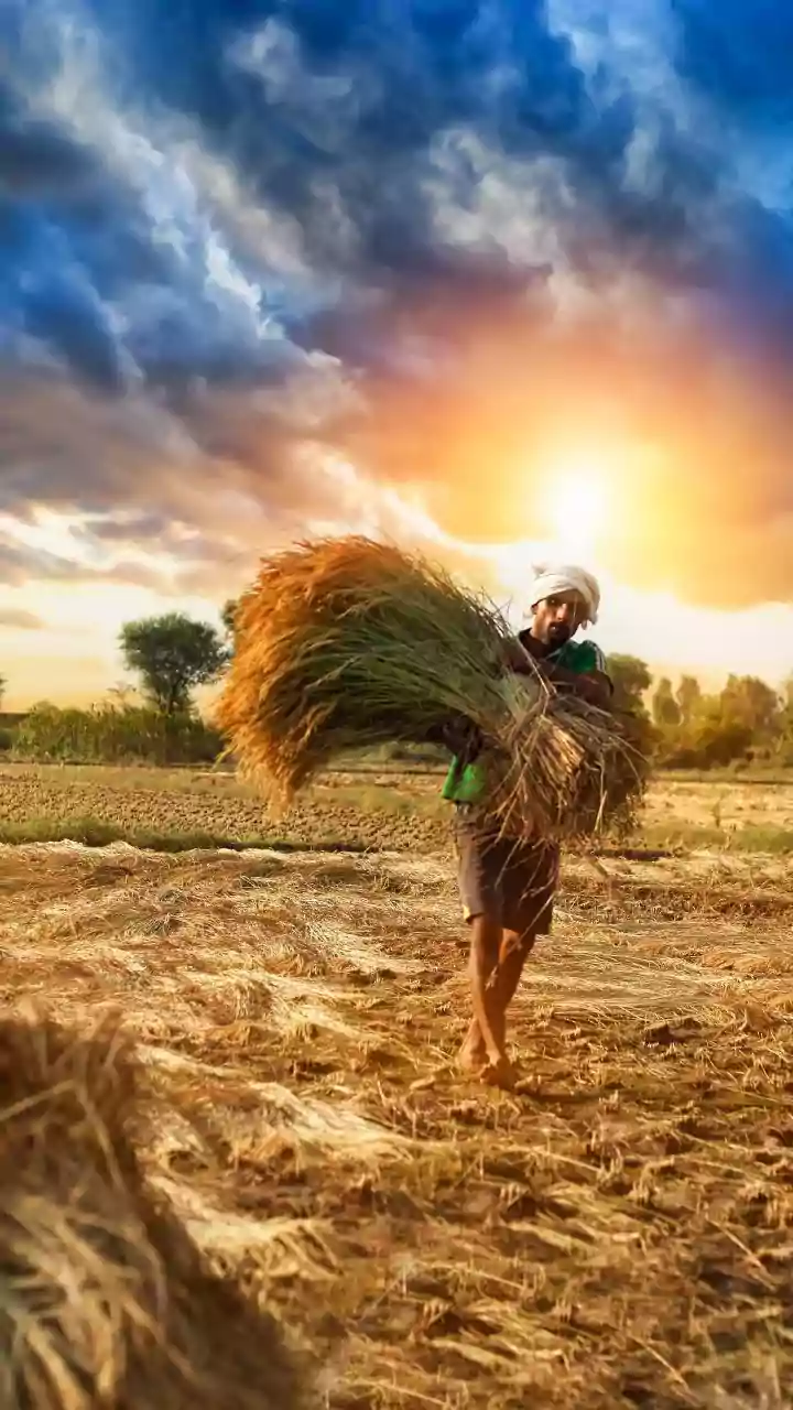 Maximum temperatures hover below normal in Haryana and Punjab