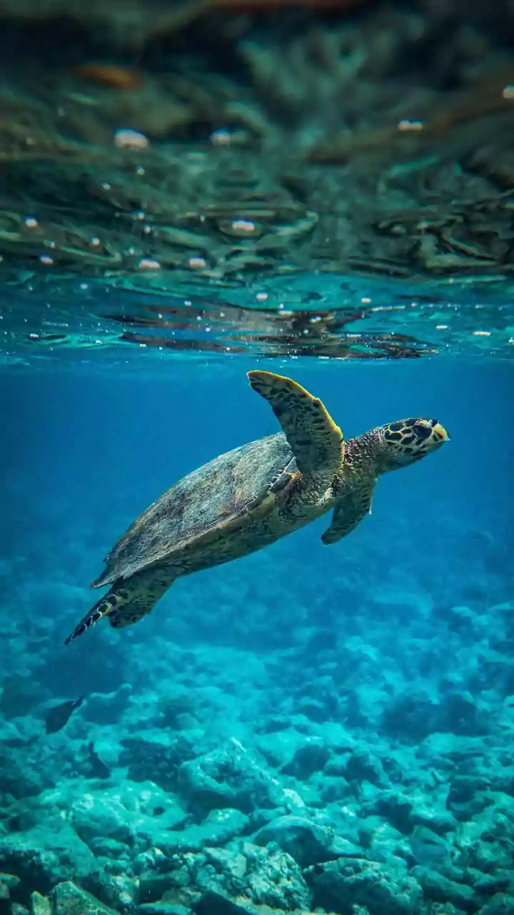 16 fishermen held for trespassing into turtle habitat in Odisha’s Gahirmatha sanctuary