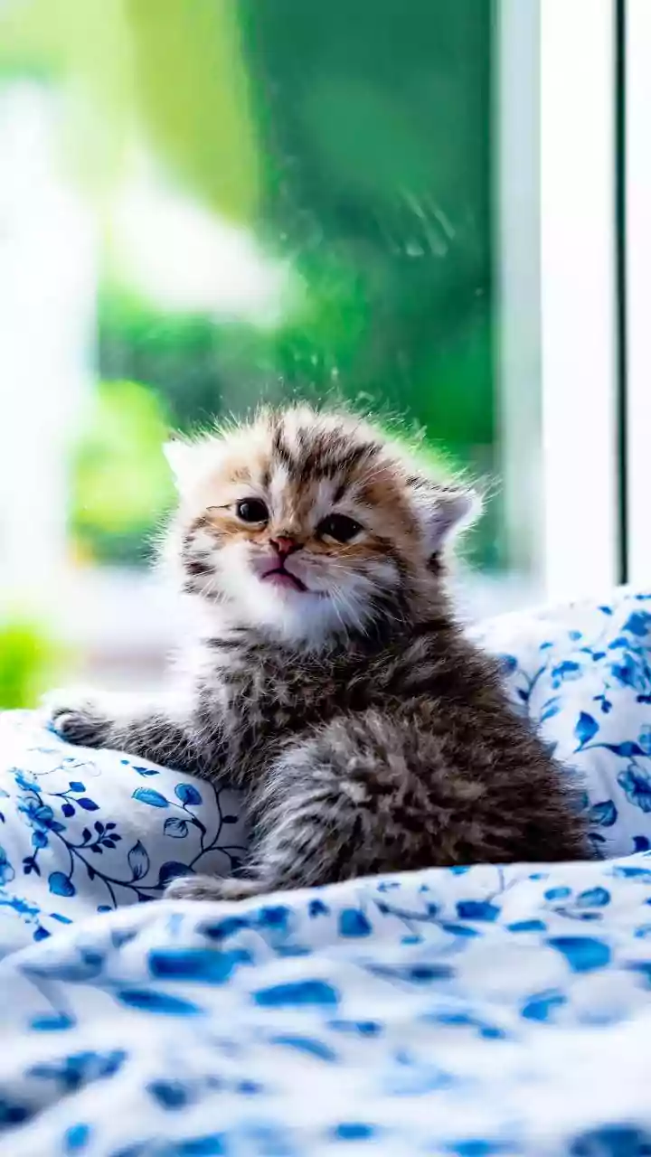Window Floating Perches Keep Apartment Cats Active and Entertained