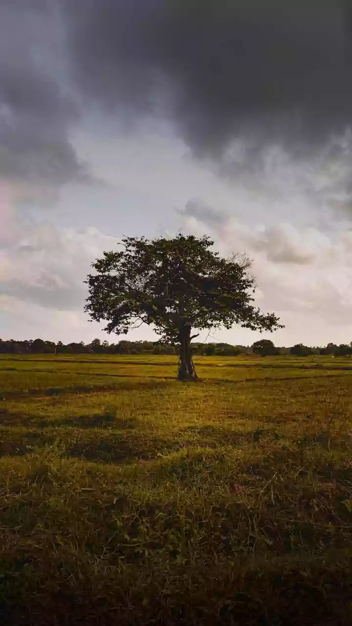 India's Kharif Outlook: Rainfall Gaps Could Become A Key Risk